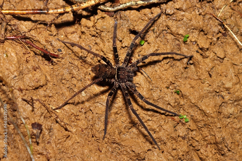 The Black Huntsman Spider from Sorong, West Papua, Indonesia