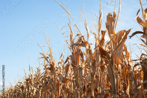 agrarian environment, agrarian field, agricultural, agricultural field, agriculture, closeup, color, corn crops, corn field, corn growing, corncobs, cornfield, countryside, crop, european agriculture,