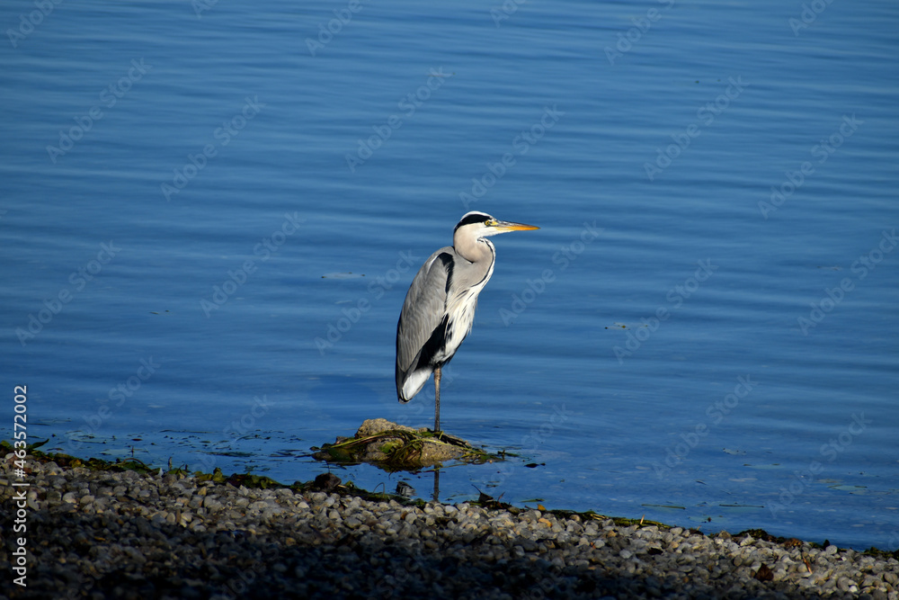 The heron is watching the environment, Lake Jarun, Zagreb! The heron is watching the environment, Lake Jarun, Zagreb!