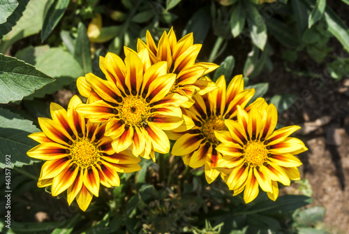 Treasure Flower  Gazania hybrida  in garden