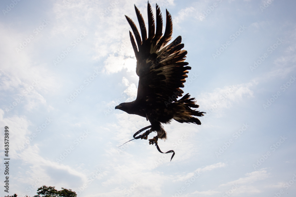 Obraz premium Great eagle, a bird of the hawk family in flight against the background of the summer sky. Bird of prey spread its wings