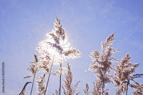 Reeds (Arundo donax) in the sunlight. Silvery ripe autumn rush sways. Pastel colors. © ss404045