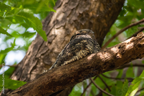 Indian nightjar or Caprimulgus asiaticus portrait in natural green background perched on tree during safari at forest of central india © Sourabh