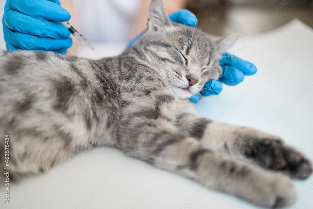 Doctor veterinarian giving injection insulin to a cat at the veterinary ...