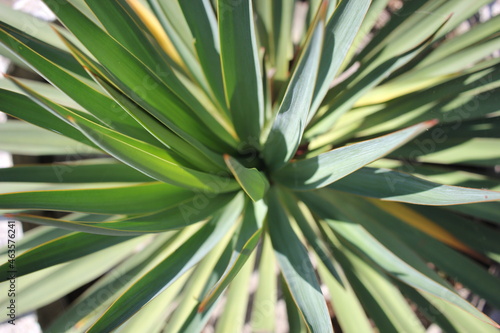 close up of aloe vera plant