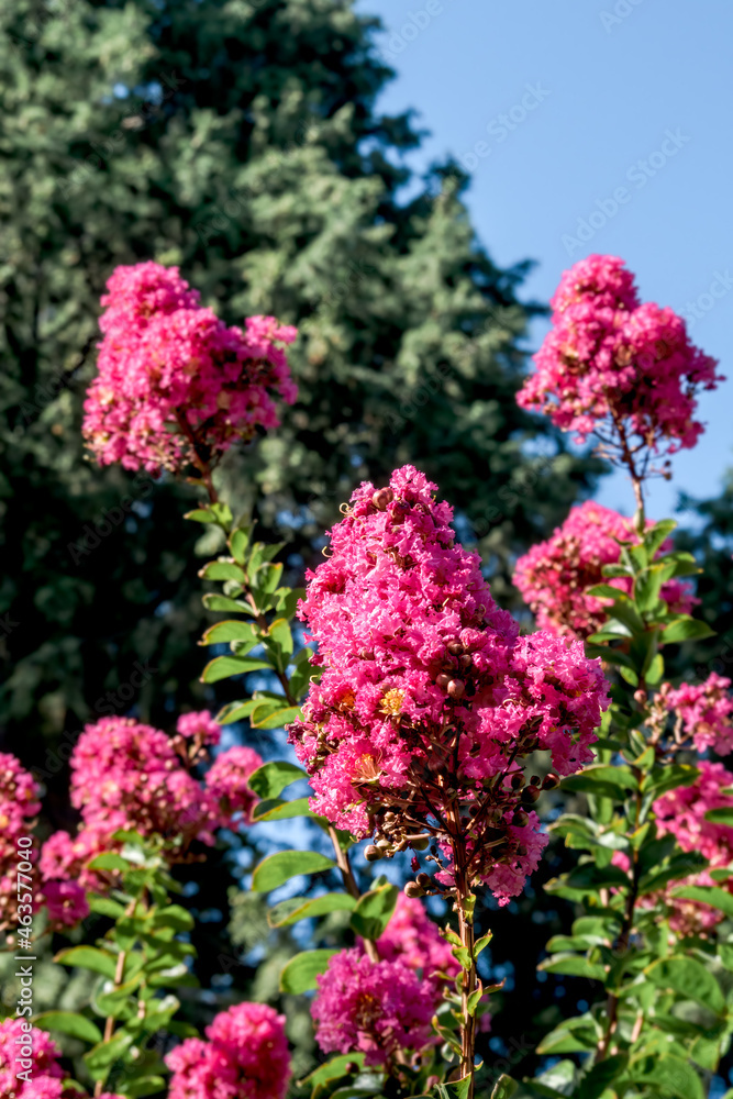 Crape Myrtle (Lagerstroemia indica) in park, Los Angeles, California, USA Crape Myrtle (Lagerstroemia indica) in park, Los Angeles, California, USA
