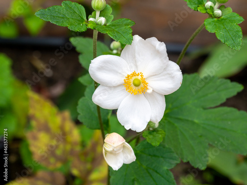 Japanese anemone, Anemone 'Honorine Jobert', white flowers in autumn, Netherlands photo