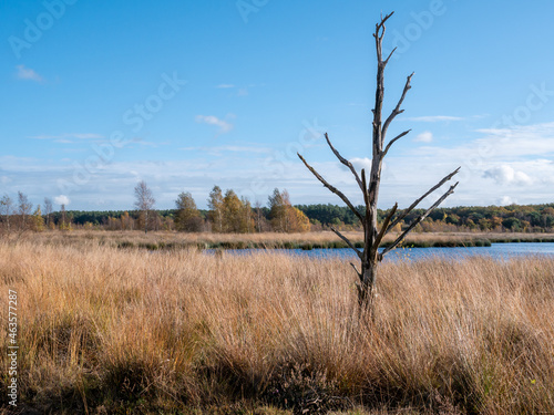 Moorgrass, dead tree and water pool, peat bog in nature reserve Dwingelderveld, Drenthe, Netherlands photo