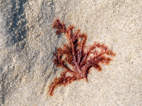 Red algae, Rhodophyta, washed on sand flat at low tide of Waddensea, Netherlands photo