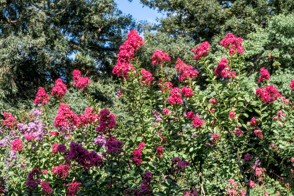 Crape Myrtle (Lagerstroemia indica) in park, Los Angeles, California, USA Crape Myrtle (Lagerstroemia indica) in park, Los Angeles, California, USA