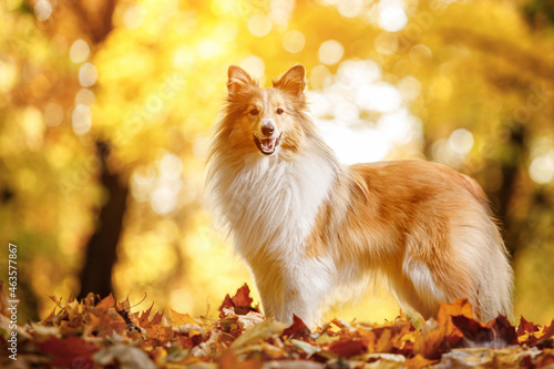Dog in the yellow and orange leaves in autumn in the park. Pet for a walk. Sheltie - Shetland sheepdog. © 9parusnikov