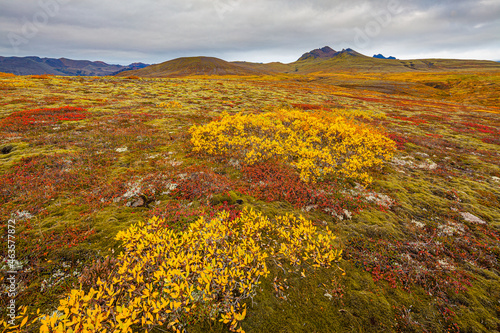 Tundra in Iceland with Woolly willow (Salix lanata) and Blueberry (Vaccinium) bushes in autumn colors