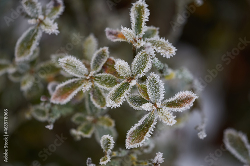 The plants were covered with frost in the frost  after a snowfall in December before the new year.