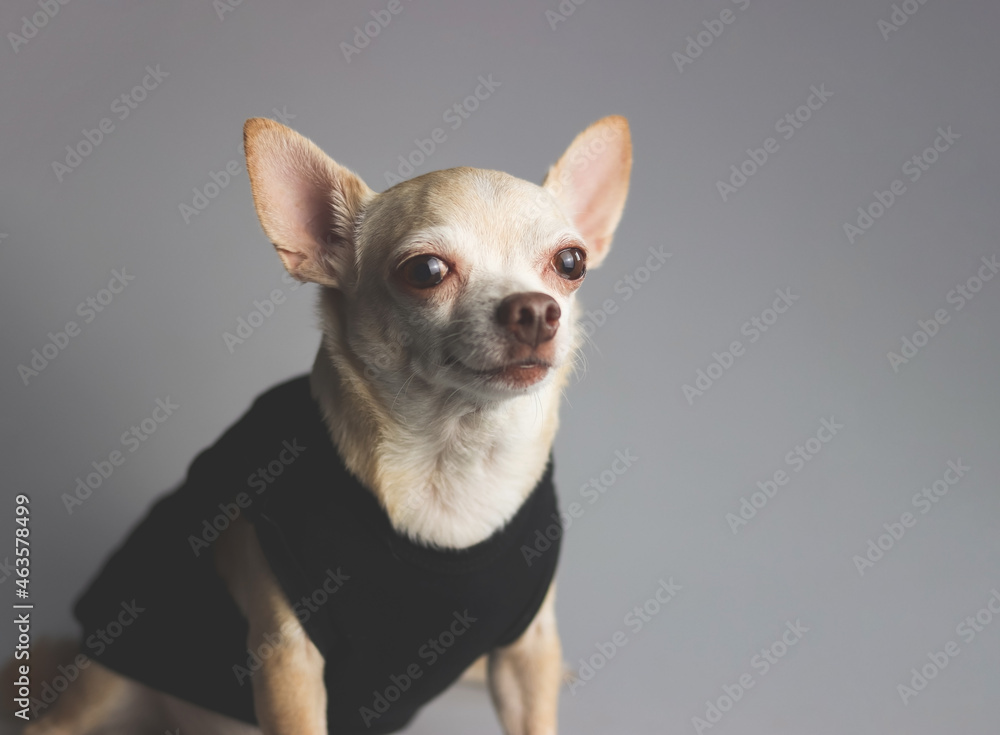 portrait of brown short hair Chihuahua dog wearing black t shirt, sitting on gray background, looking away.Isolated. portrait of brown short hair Chihuahua dog wearing black t shirt, sitting on gray background, looking away.Isolated.