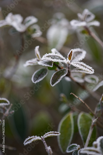 The plants were covered with frost in the frost, after a snowfall in December before the new year.