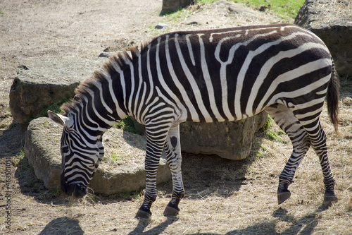 Zebra grazing 