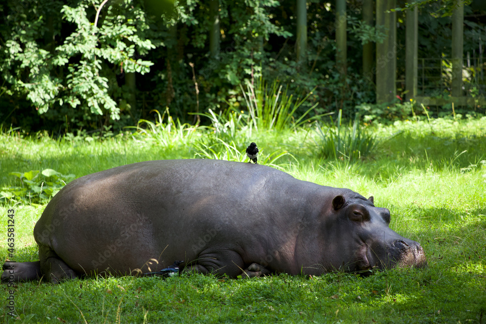 Hippopotamus looking at the camera and a Magpie Hippopotamus looking at the camera and a Magpie