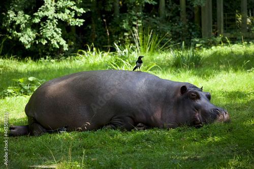 Hippopotamus looking at the camera with two Magpies 