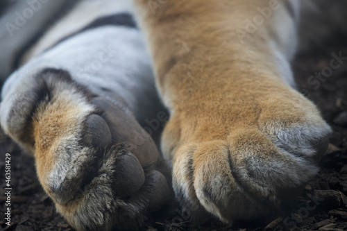 Amur Tiger lovely paws photo