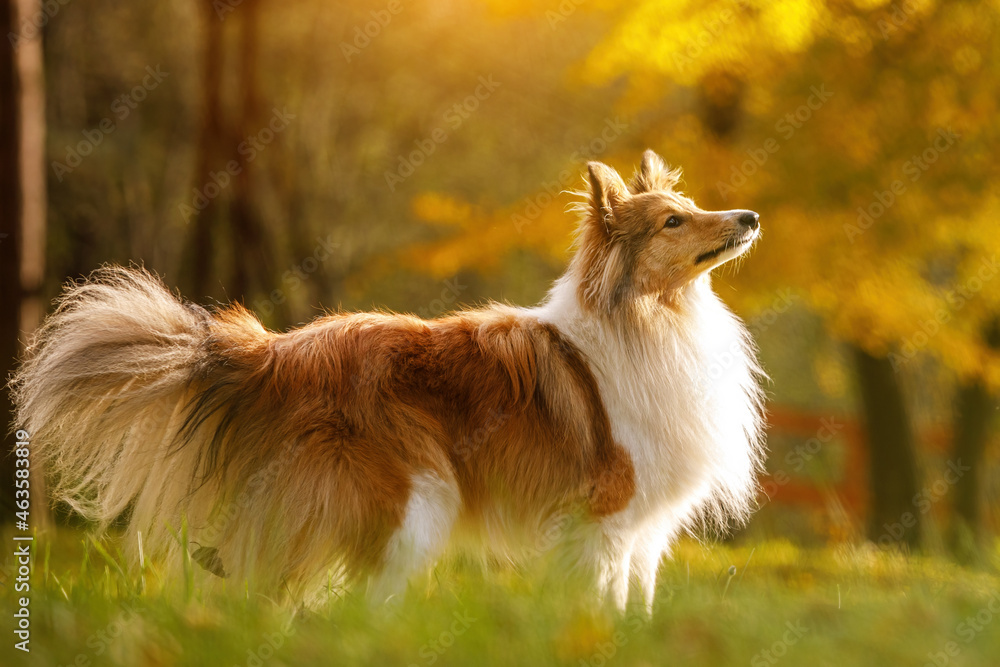 Ginger dog in autumn park. Sheltie - Shetland sheepdog.