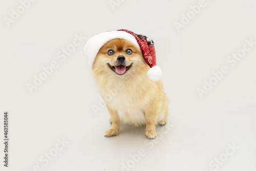 Fototapeta Naklejka Na Ścianę i Meble -  Happy pomeranian dog celerating christmas sitting and wearing a red santa claus hat. Isolated on gray background