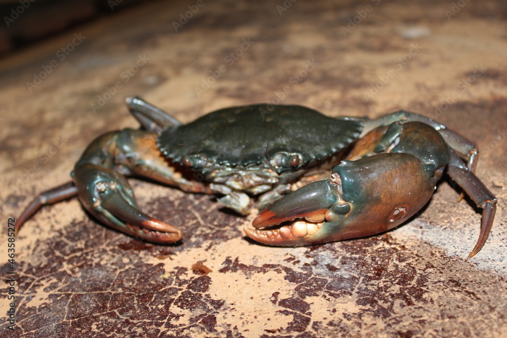 
The large crab is suitable for many dishes such as curry, boiled, steamed, grilled.