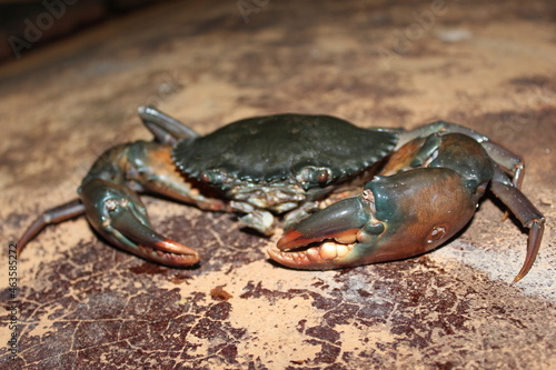 The large crab is suitable for many dishes such as curry  boiled  steamed  grilled.