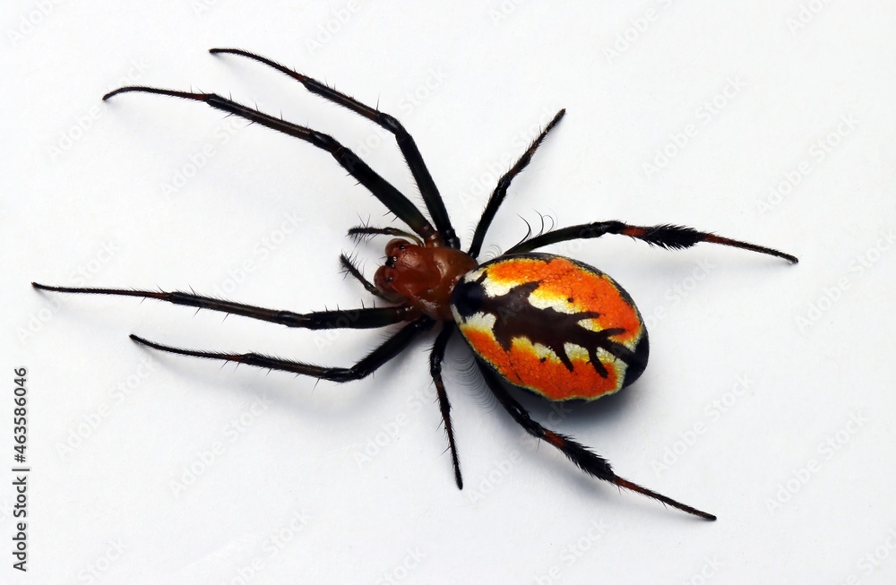 Fototapeta premium Close up photo of Red fire spider from Indonesian New Guinea