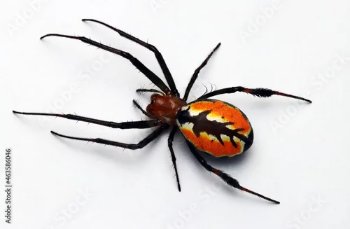 Fototapeta na wymiar Close up photo of Red fire spider from Indonesian New Guinea