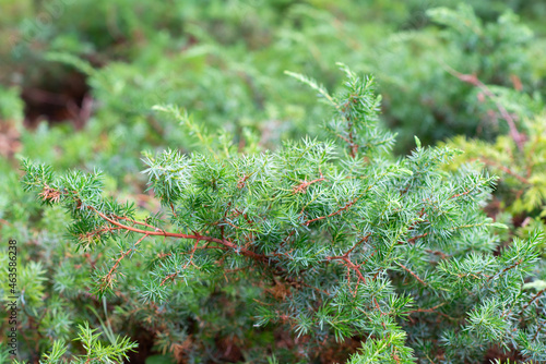 Juniper bush  growing in summer park, beauty in nature, branches, detail. Beautiful natural background photo