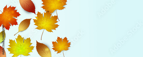 Fotografía autumn leaves color banner