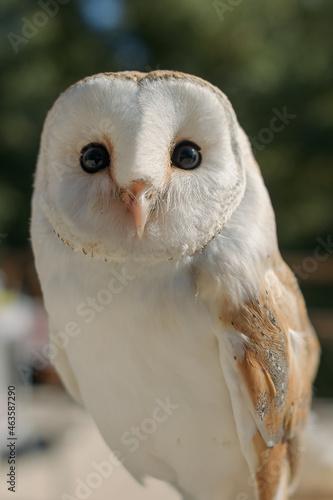Barn Owl with close-up of half body and head with gaze on the horizon