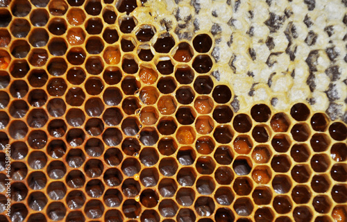 Honeycomb with honey. Incomplete production of honey in combs