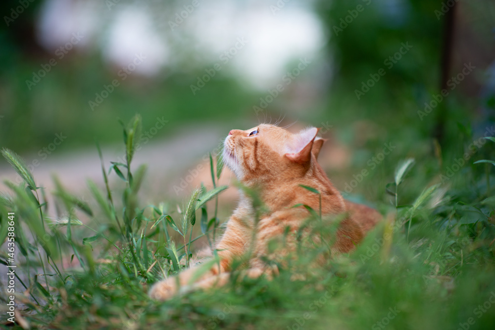 Beautiful young red tabby cat lying in the grass, summer nature outdoor Beautiful young red tabby cat lying in the grass, summer nature outdoor