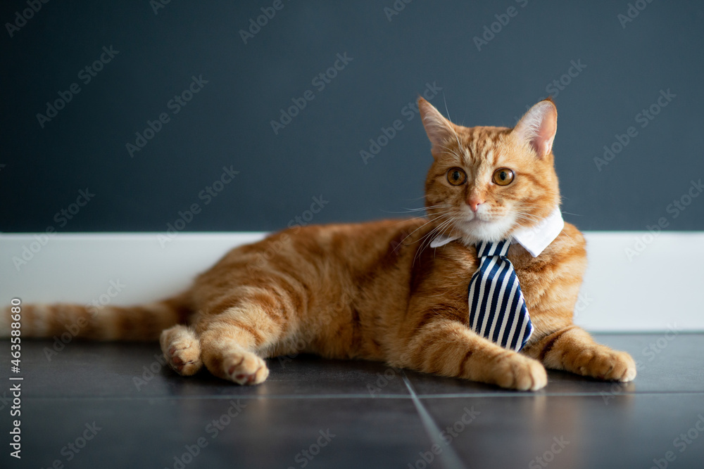 Fashion red tabby cat wearing business tie with white shirt collar. Gorgeous fluffy adorable young pet ready for office work