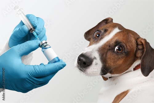 Obraz na płótnie veterinarian in medical gloves giving an injection with a syringe to a dog,