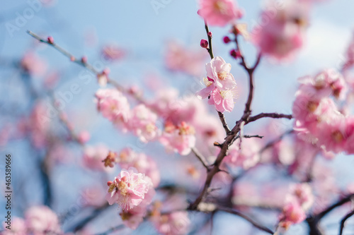 Plum Blossom Branches