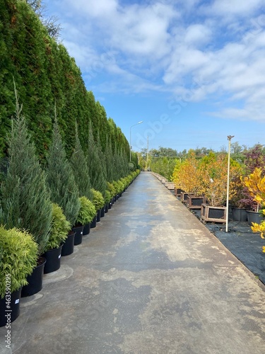 sidewalk in the woods.  park meadow.  thuja