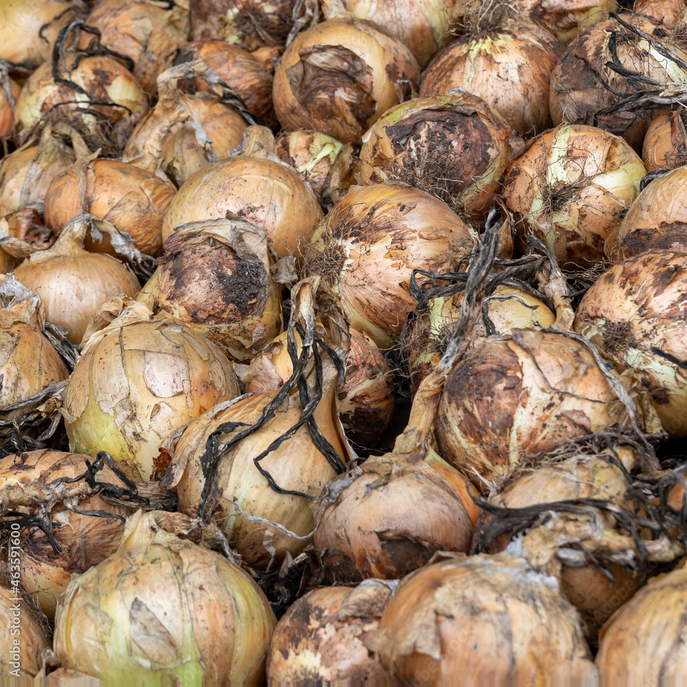 close up of an onion pile.