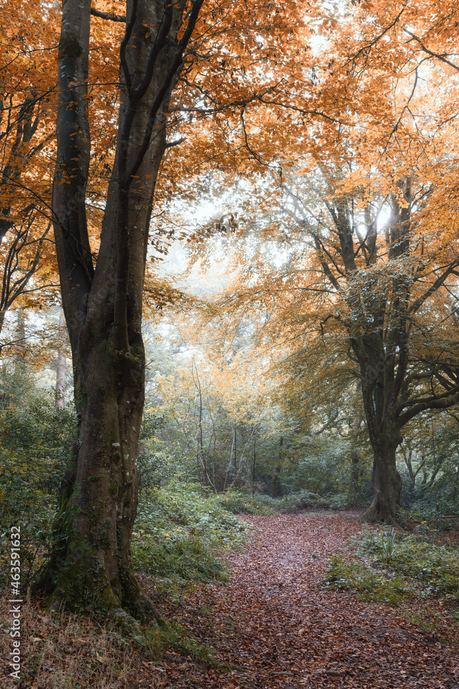 autumn tree pathway cornwall uk autumn tree pathway cornwall uk