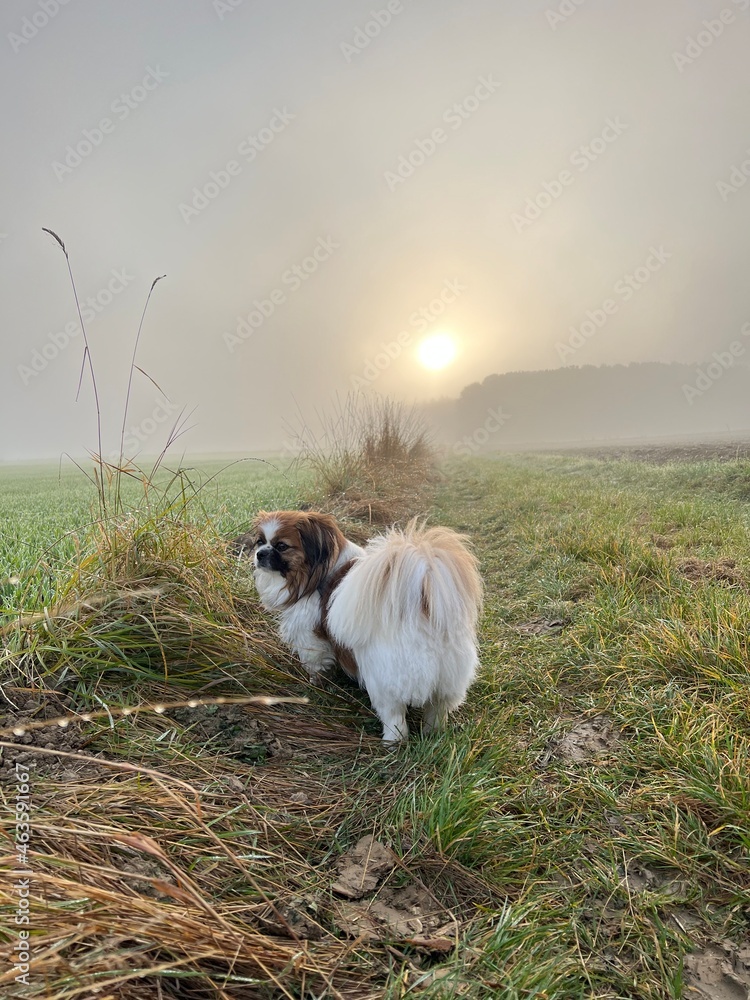 Kleiner Hund steht auf einem Feldweg bei Nebel und blickt auf die Felder und den Acker.
Tibet Spaniel, Tibetan Spaniel, Herbst Kleiner Hund steht auf einem Feldweg bei Nebel und blickt auf die Felder und den Acker.
Tibet Spaniel, Tibetan Spaniel, Herbst
