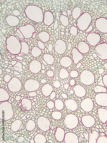 microscopic photo of helianthus plant tissue photo