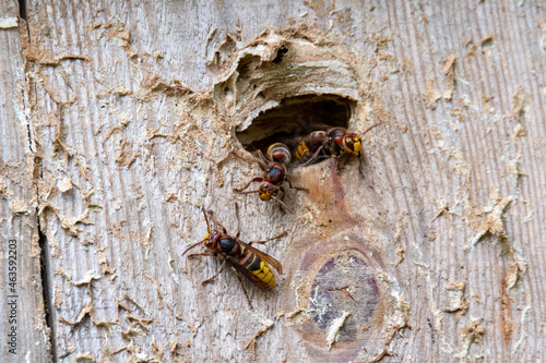 hornet at the nest entrance
