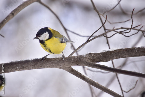 Small yellow tit on a tree branch in winter forest