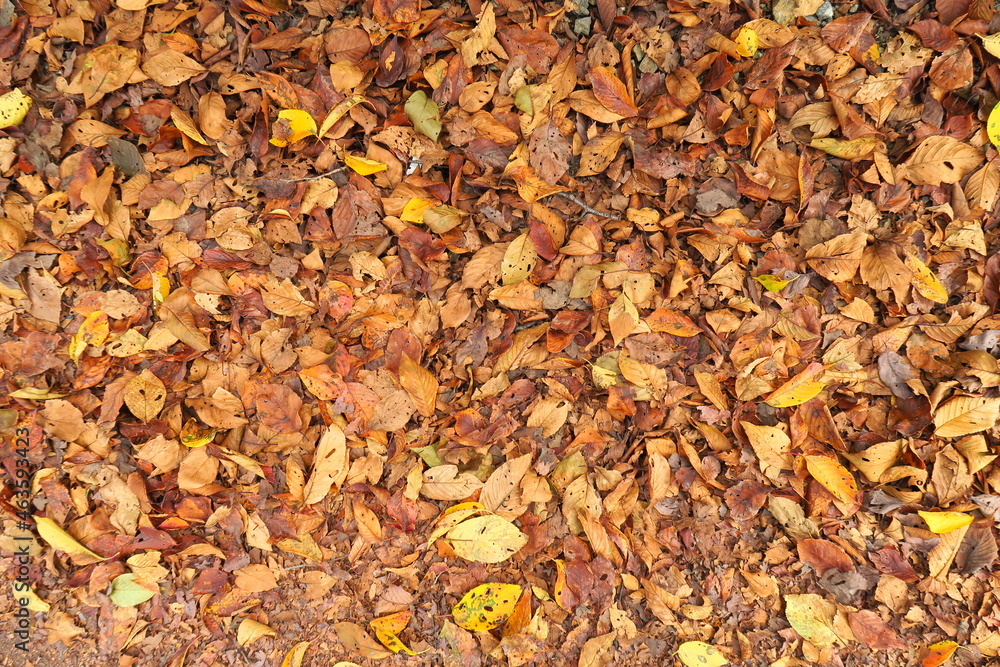 散り積もった道路わきの桜の古い枯れ葉 散り積もった道路わきの桜の古い枯れ葉