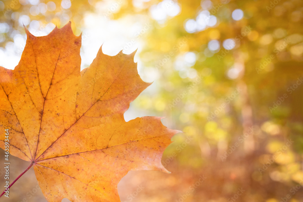 Maple autumn leaf in an autumn park on a sunny day. Autumn leaf season Maple autumn leaf in an autumn park on a sunny day. Autumn leaf season