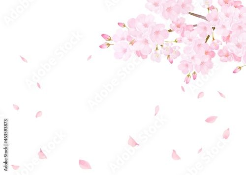 美しく華やかな桜の花と花びら舞い散る春の白バック背景ベクター素材イラスト

