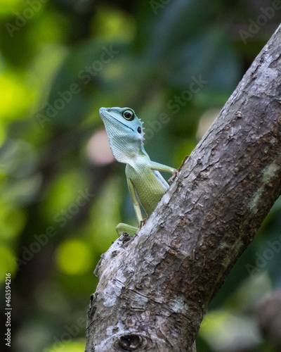 Green crested lizard photographed in Sungei Buloh Nature Reserve, Singapore