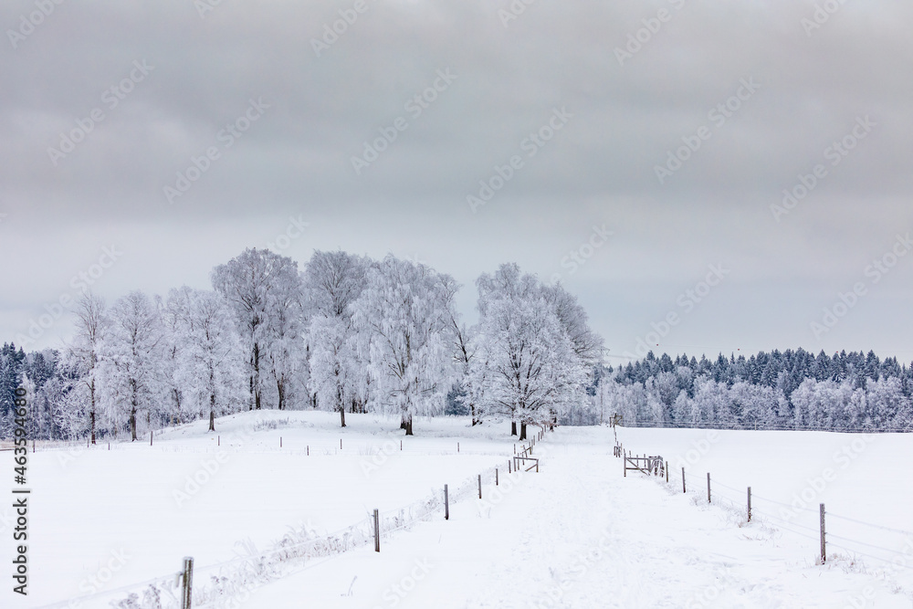 Magical winter landscape. Snow cowered trees. Winter in Finland