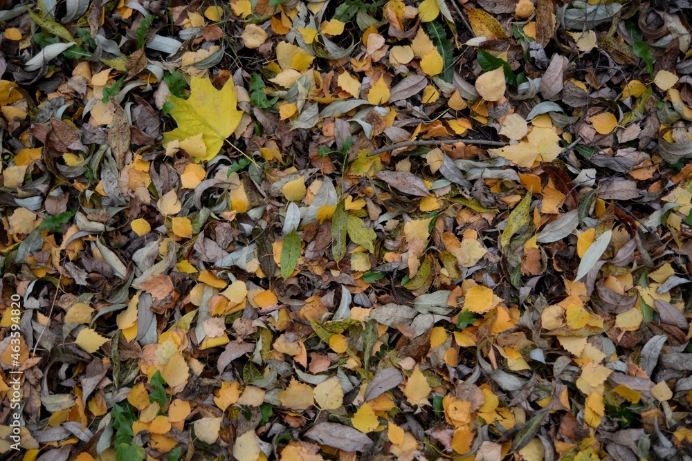 Fallen leaves in the autumn forest.